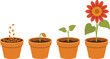 © Alexander - Flowering plant growth stages illustration featuring seed, sprout, seedling, leaf development, and mature blooming flower in pots for biology, gardening, and educational graphics