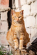 © Hector - Cute orange cat portrait with soft fur and bright eyes