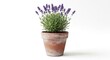 © Agnes - Potted lavender plant with purple flowers and green foliage on a white background casting a soft shadow