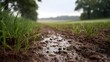 © Bussakon - A low angle view of a muddy path with green plant rows and water droplets after rain in a rural field