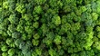 © StudioFF - Texture of a Thick Green Forest Canopy from Above / 上空から見た厚い緑の森の天蓋の質感