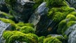 © StudioFF - Detailed View of Moss and Lichen on Stone / 石の上の苔と地衣類の詳細な風景