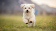 © Talia - Adorable fluffy white Maltese dog running happily through a green grassy field in the countryside, with soft blurred mountains in the background and warm sunlight.