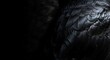 © KBJ Studio  - Detailed close up of glossy iridescent black raven feathers creating a dramatic dark texture background ideal for luxury and nature themes