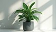 © Pete - Green peace lily plant in a dark grey pot on a white surface. Lush foliage with broad leaves. Light casts soft shadows on the wall behind. Botanical element for calm interior design.