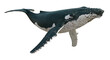 © Roxana - Humpback whale PNG isolated on transparent background, marine mammal with distinctive long pectoral fins for wildlife and educational use