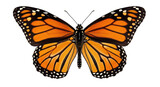 Monarch butterfly PNG isolated on transparent background, orange and black wings with white spots, beautiful insect for design projects