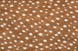 © LoomStock - Spotted Deer Hide Leather Texture with Copy Space. Close-up patterned buck fur detail. Wild reindeer coat surface design. Realistic deer leather texture background. Detailed wildlife fur macro. Natura