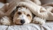 © Oleh - Dog relaxing in bed, partially tucked under a soft warm blanket, conveying cozy comfort, companionship and peaceful domestic life in natural indoor light