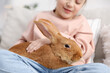© New Africa - Girl with cute bunny on sofa at home, closeup