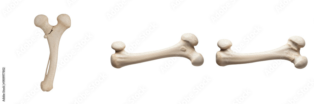 Feumer Human femur bone isolated on white background, thigh bone anatomy ...