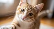 © Rumput - Close up portrait of an orange tabby cat with attentive eyes indoors
