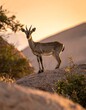 © montis - A young, graceful ungulate stands poised on a sunlit rock, with gentle curves of its horns visible against the sky