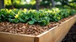 © zong - Sunlit raised wooden garden bed with green leafy vegetables and wood chip mulch creating a fresh, peaceful backyard garden atmosphere