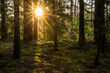 © Johnér - Idyllic view of sun lit forest