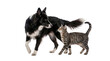 © Jennafer - a black and white border collie dog and a tabby cat standing close together, looking at each other on a white background, studio photograph.