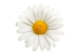 White daisy flower isolated on pure white or transparent background. Studio cutout with a single spring blossom.