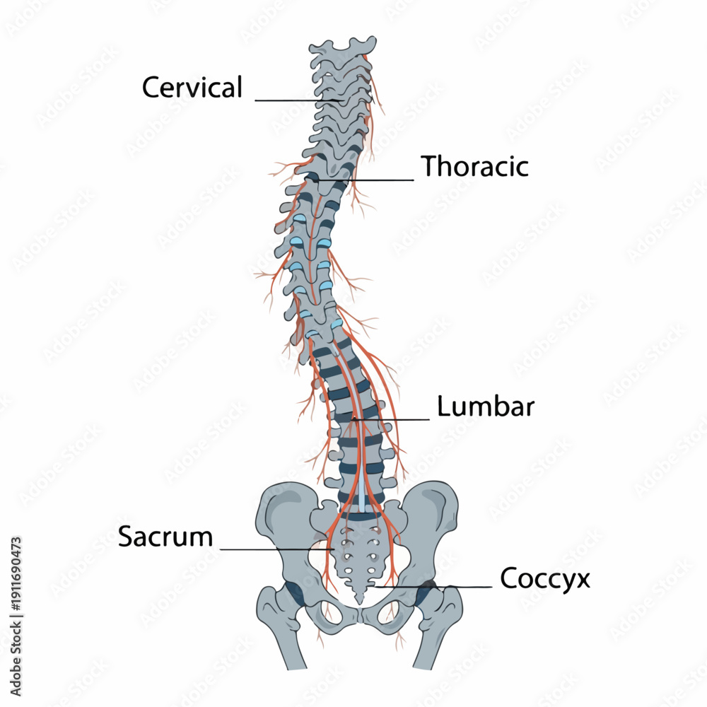 Cis Column Labeled anatomical diagram of the human vertebral column, showing ...