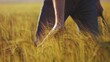 © ibragimova - male farmer stroking wheat sprouts in a big agricultural field. agriculture business farming concept. farm worker has grown wheat and checks the seeds and sprouts lifestyle golden wheat