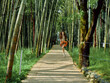 © SHOTPRIME STUDIO - Woman runner jogging along a bamboo path in a forest, fitness activity outdoors with energetic motion, summer clothing and sneakers on a sunlit trail for healthy lifestyle and freedom.