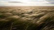 © Ami - Close up abstract view of tall dried golden grass or grain fields swaying vigorously under heavy wind creating a dynamic textured surface and beautiful motion blur effect across expansive field