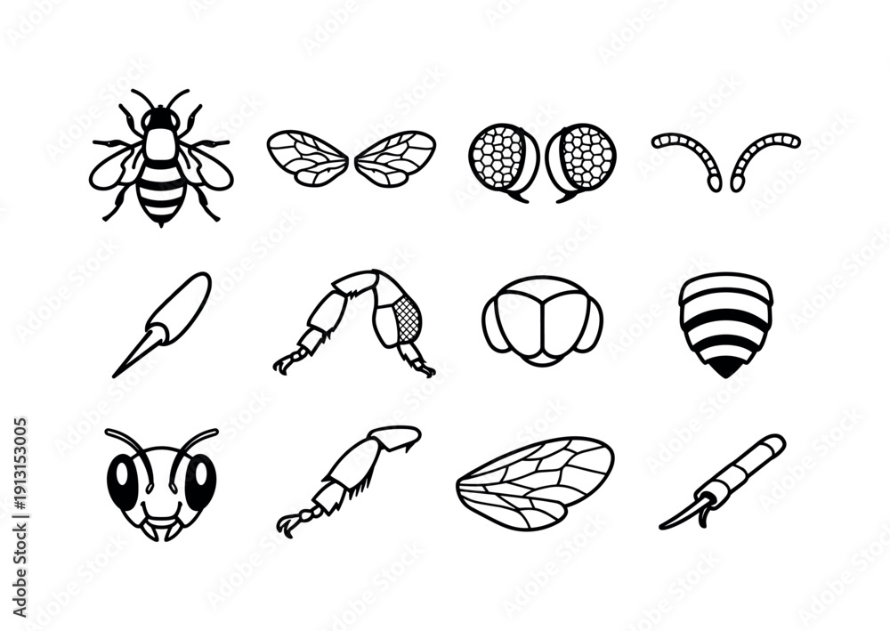 Bee Anatomy Icons. Bee Anatomy. Line icon set of Bee Anatomy: bee ...