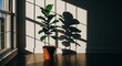 © Iqra - Fiddle leaf fig plant casting dramatic shadows on a sunlit floor indoors