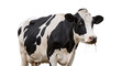 © Hachi - cow isolated on white background, png