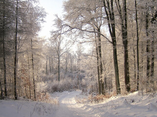  Bare trees covered in delicate white frost against a soft winter sky. The image captures the fragile beauty of a cold winter morning in the countryside.