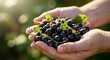 © SRRiadi - Fresh Black Grapes Held in Hands in Sunlit Vineyard