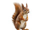 © Daniel - squirrel on white background, png