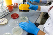 © Graphicroyalty - Close up of scientist's hands in blue gloves using a multi-dispenser on petri dishes in a laboratory, healthcare and medicine concept. Professional lab technician working with microbiology cultures.