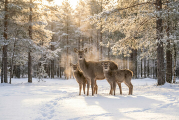  Wild deer family standing in a snowy forest illuminated by warm sunlight. Beautiful winter nature landscape with doe and fawns among frozen trees.