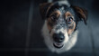 © sa-photo - Curious dog looking up with bright eyes and soft fur in close up portrait
