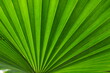 © Mas - Vivid palm fan leaf with strong radial lines