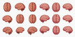 © ArtLuna Studio - Set of human brain illustrations from various angles, top, side, and front views, on transparent background.