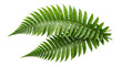 © Zargham - Fresh green fern leaves isolated on white background natural foliage design