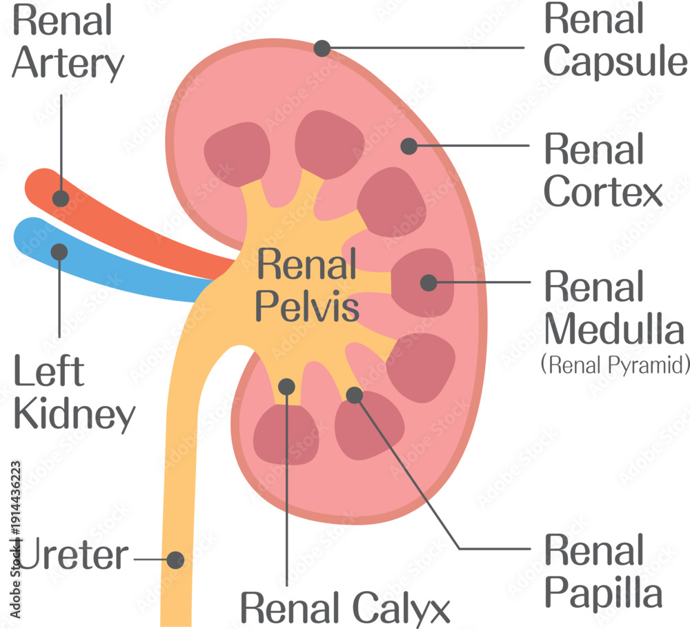 Kidney Cross Section Diagram Showing Renal Capsule Cortex Medulla and