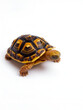© Donna - A tiny tortoise, with its protective shell, is slowly walking across a white background