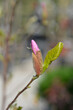 © nahhan - Magnolia branch with flower bud - Latin name - Magnolia George Henry Kern