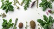 © AkuAku - Fresh herbal plants for alternative medicine shown from above on white background with copy space for text