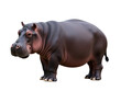 © Fotograf - A hippopotamus stands alone on a clean white surface