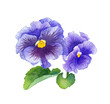 © Keiko Takamatsu - 青紫色パンジーの水彩イラスト　春の花苗