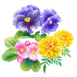 © Keiko Takamatsu - 春の花苗3種（ベゴニア、パンジーマリーゴールド）の水彩イラスト　クリップアート