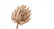 © vxnaghiyev - Minimalist styled poster with dried exotic Protea flower close up on bright white background