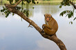 © robertharding - Toque Monkey (Macaca sinica) perched on a branch in front of a lake, Sri Lanka