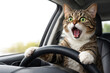 © Andbiz - A surprised cat driving a car holds the steering wheel with its paws. Space for text.