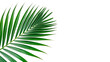 © Hanna - Tropical palm leaf  isolated on transparent background