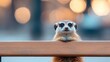 © cloud7days - Meerkat peeking from behind a city bench, wide-eyed with curiosity at the bustling urban life.