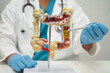 © kanruthai - Intestine, doctor holding human anatomy model for study diagnosis and treatment in hospital.